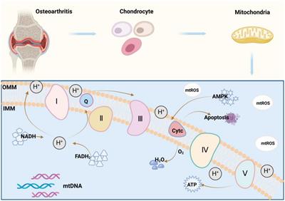 Mitochondria: a breakthrough in combating rheumatoid arthritis